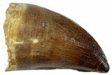 Fossil Mosasaur (Prognathodon) Tooth - Morocco #259994-1